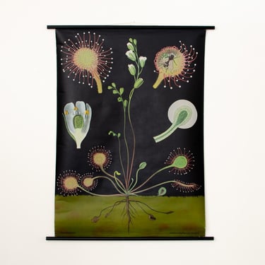 Vintage Jung Koch Quentell Botanical Sundew Drosera School Pull Down Chart 