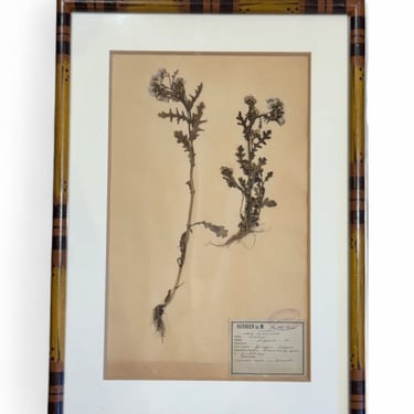 French Herbarium in Painted Bamboo (have 36)