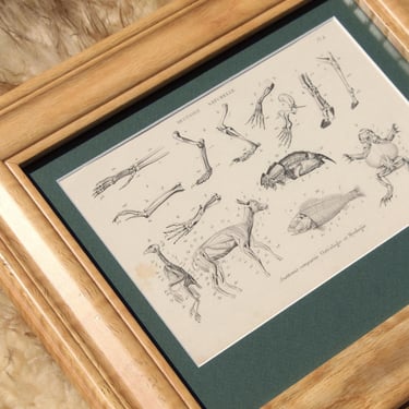 Antique French Natural History Print | Comparative Anatomy Engraving | Handmade Wood Frame | Custom Green Mat | Histoire Naturelle Plate 4 