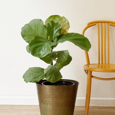 large rustic brass indoor planter / aged flower pot 
