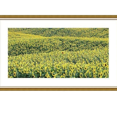 Panoramic Sunflower Print, Sunflower Field Wall Art, New York Print, Cooperstown New York Photo, Summer Flowers, Panoramic Wall Art 