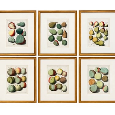 Set of 6 Framed Engravings "Pomologia" Engraving by Jabob Folkema
