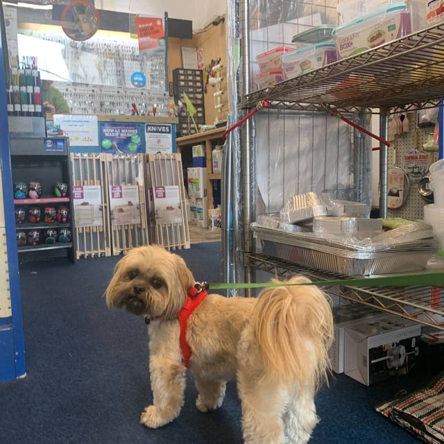 A dog in Hoyes Hardware shop