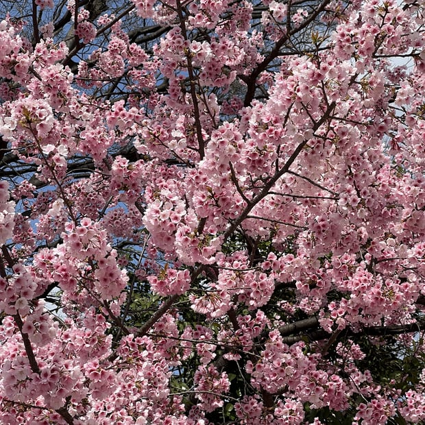 Photo of Cherry blossoms in full bloom