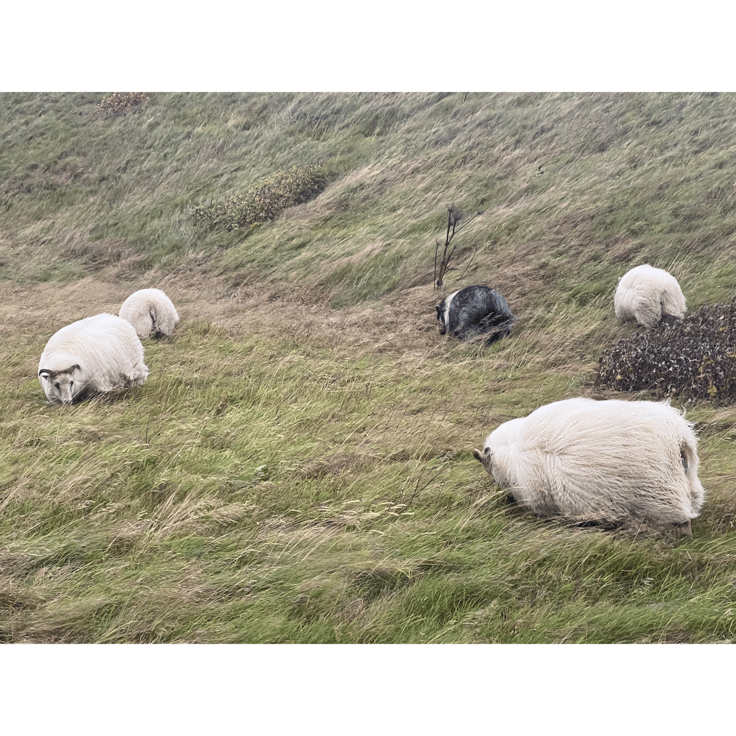 Photo of Icelandic sheep