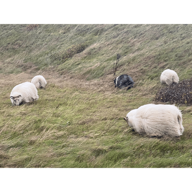 Photo of Icelandic sheep