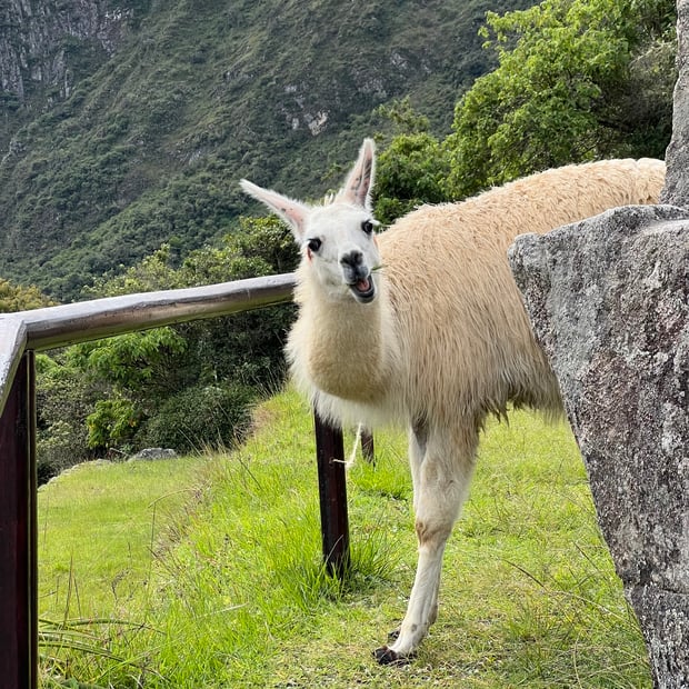 Photo of Kooky llama