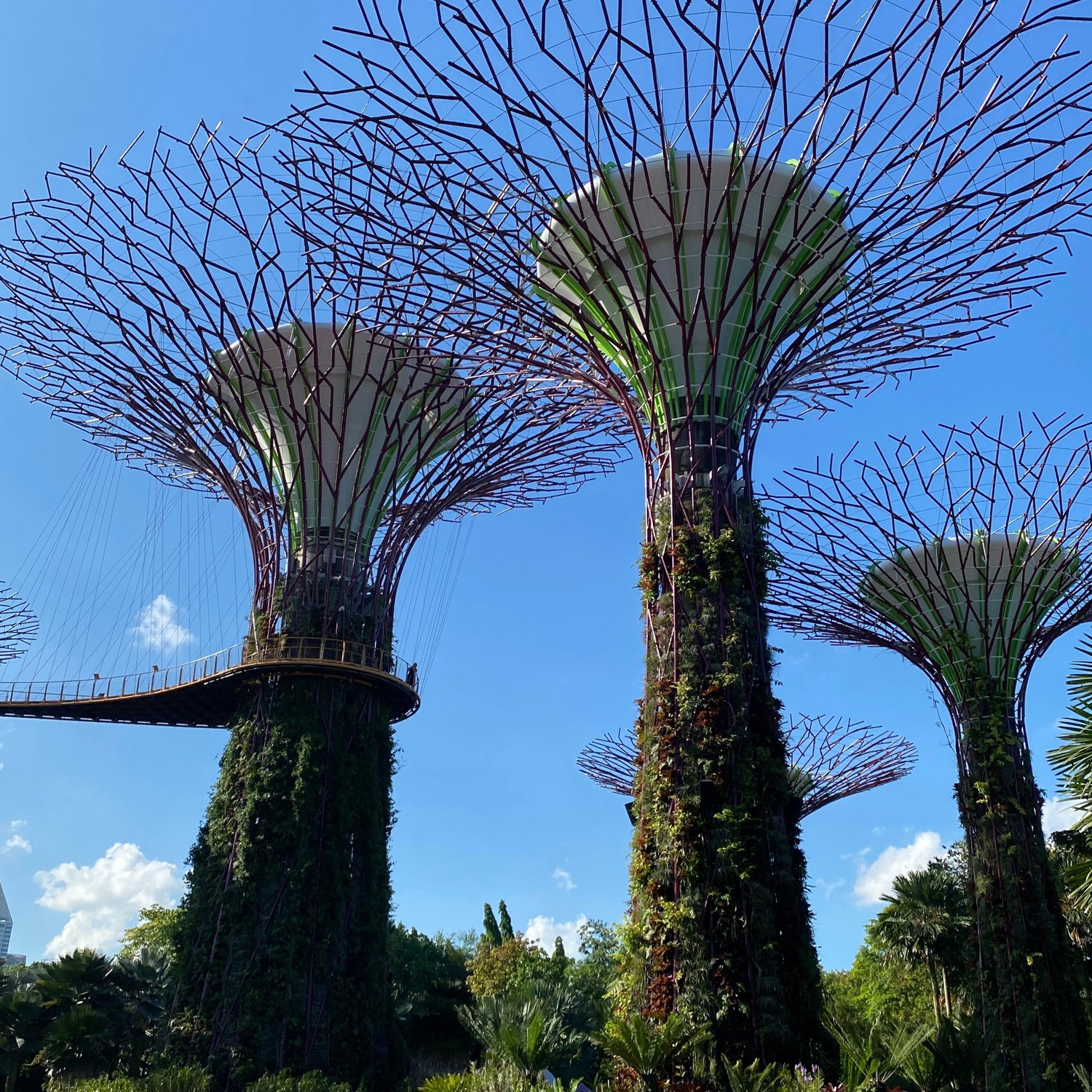 Photo of Supertree Grove