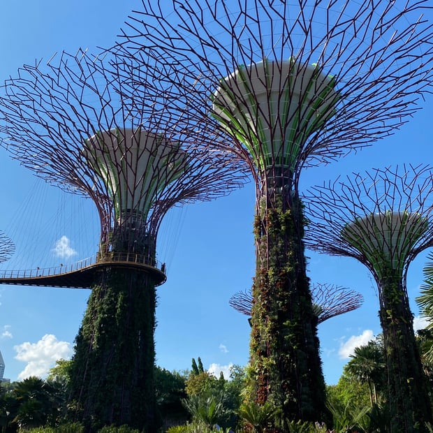 Photo of Supertree Grove
