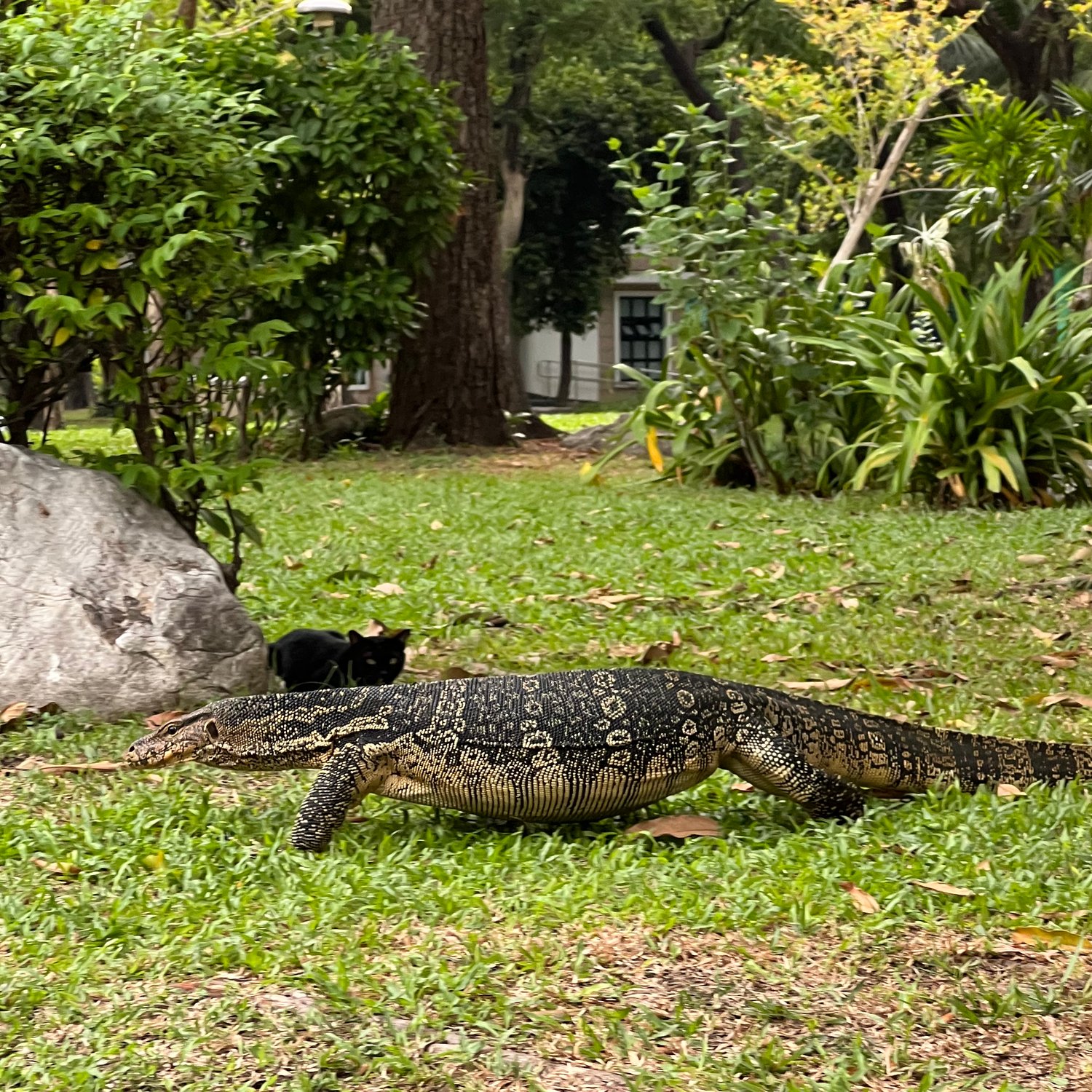 Photo of Asian water monitor walking by a cat