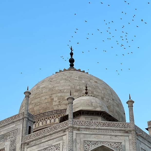 Photo of Birds flying atop the Taj Mahal