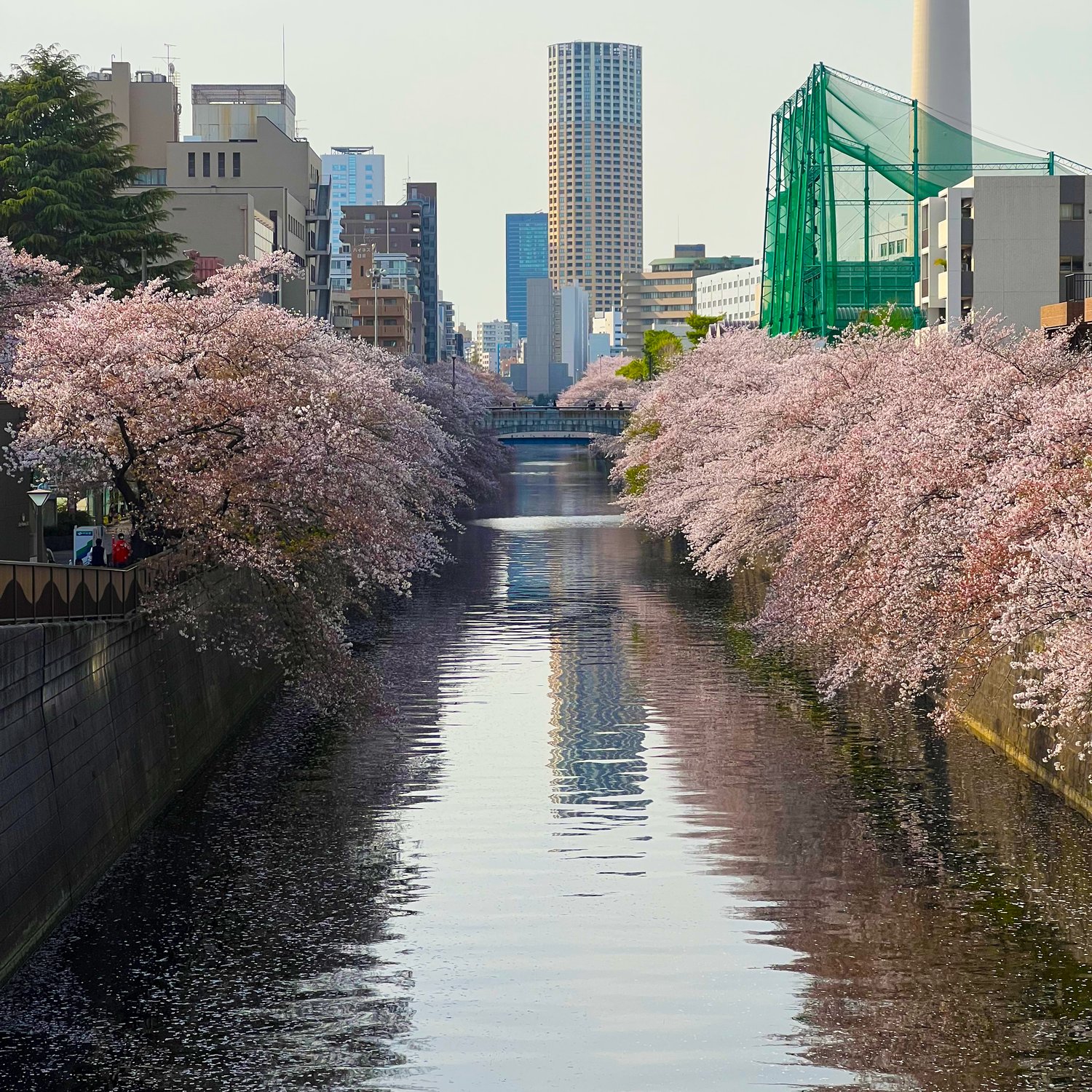 Photo of Meguro River Cherry Blossoms Promenade