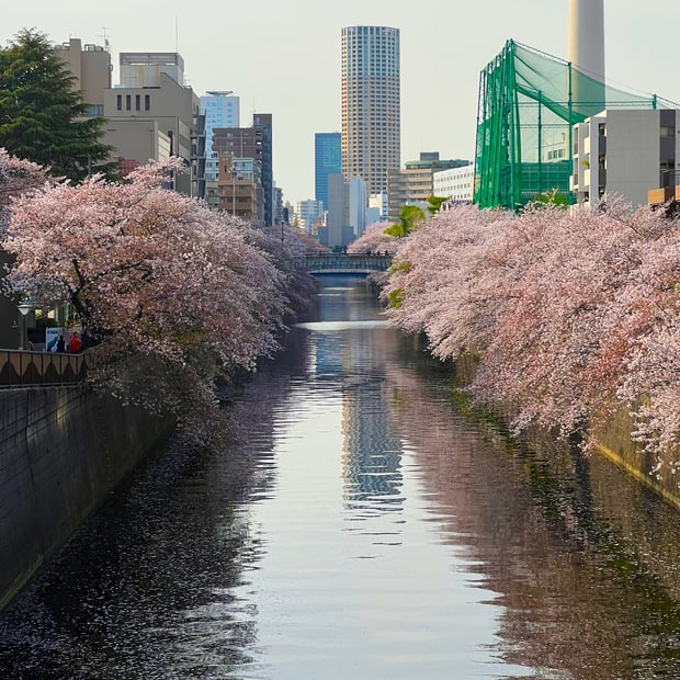 Photo of Meguro River Cherry Blossoms Promenade