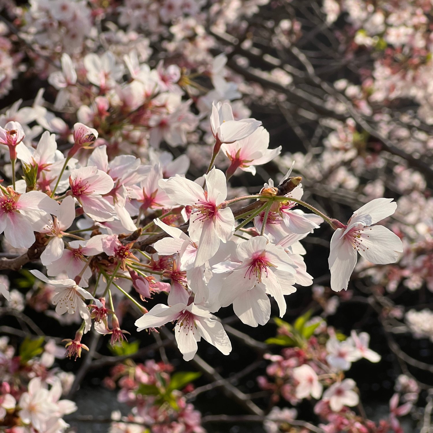 Photo of Cherry blossoms close up