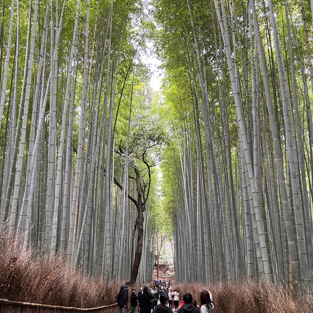 Photo of Arashiyama Bamboo Forest