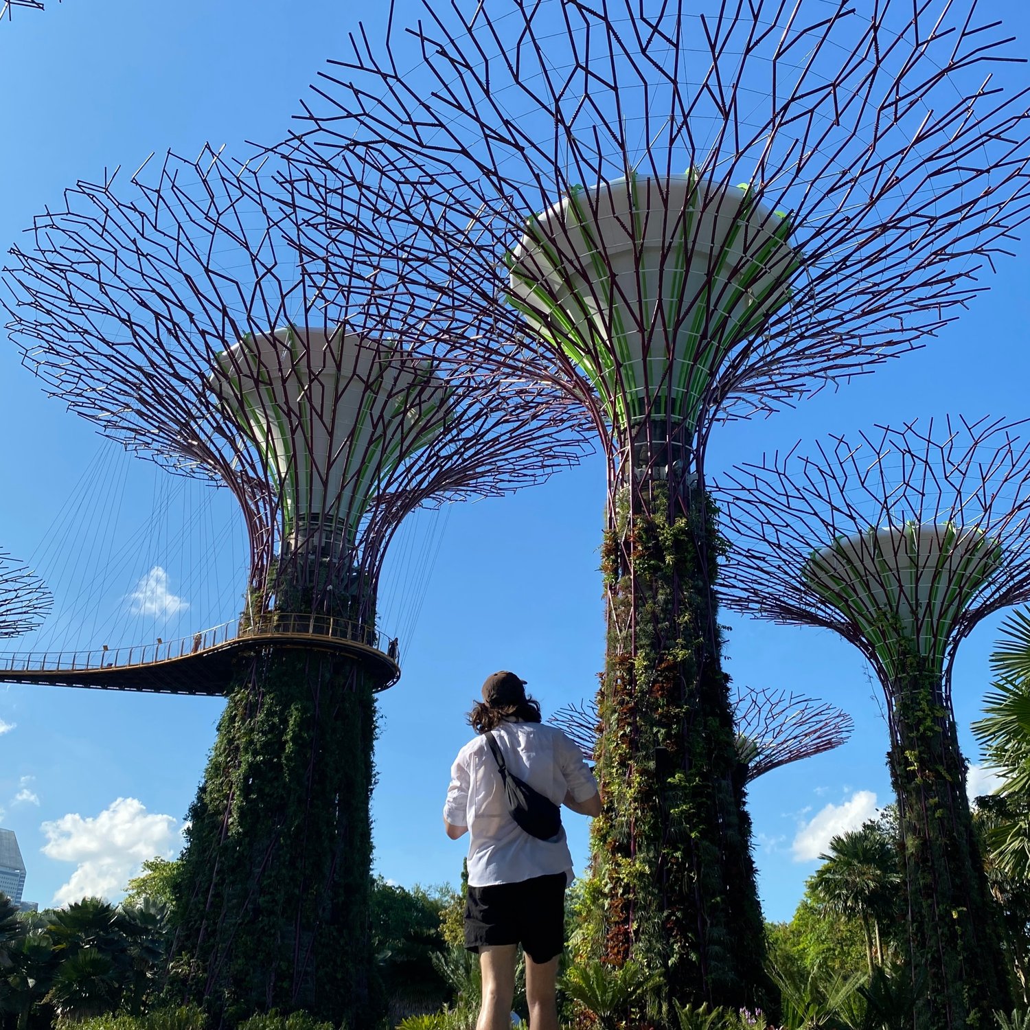 Photo of Walking through Supertree Grove
