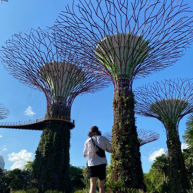 Photo of Walking through Supertree Grove