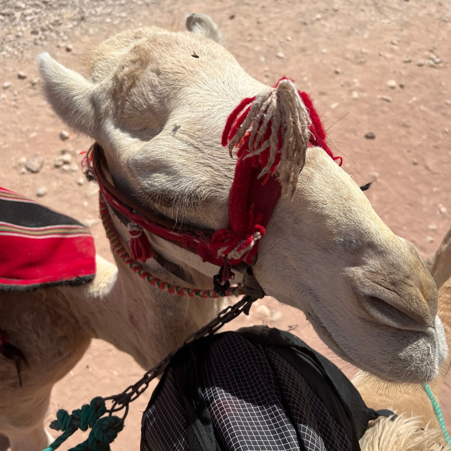 Photo of Camel close up