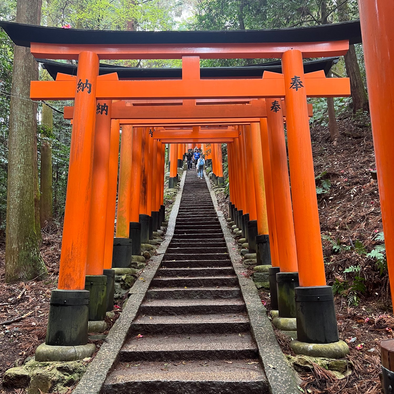 Photo of Torii gates