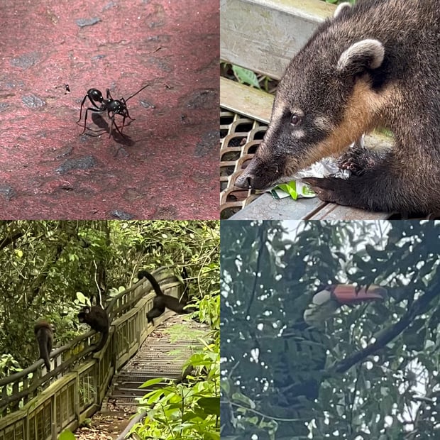 Photo of Giant ant, coati, monkeys & a toucan! 🇧🇷 + 🇦🇷