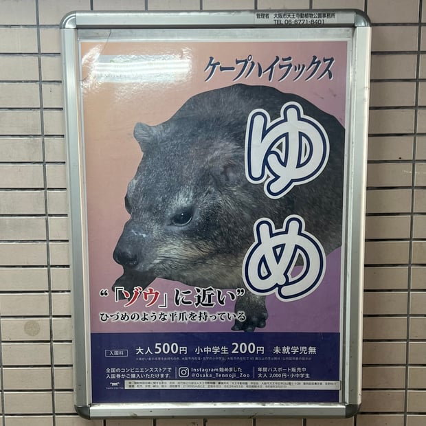 Photo of Lumpy rock hyrax poster that I kept running into