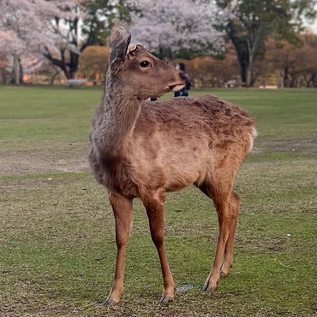 Photo of Nara deer