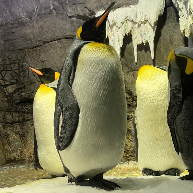 Photo of Penguin at Osaka Aquarium