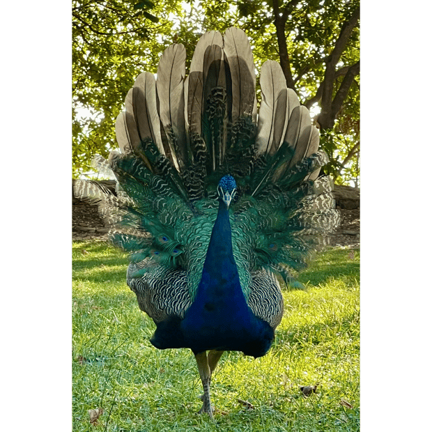 Photo of Wild peacock on Lokrum Island