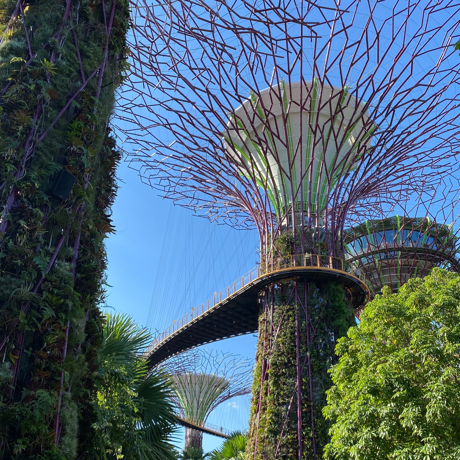 Photo of Side view of Supertree Grove's OCBC Skyway