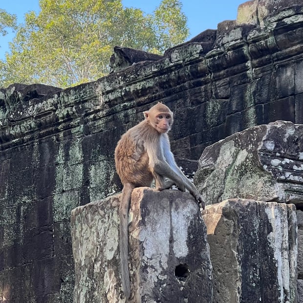 Photo of Wild monkey