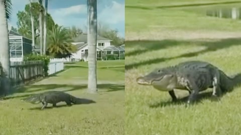 ¿Qué hace un lagarto gigante en tu portal, Tampa?