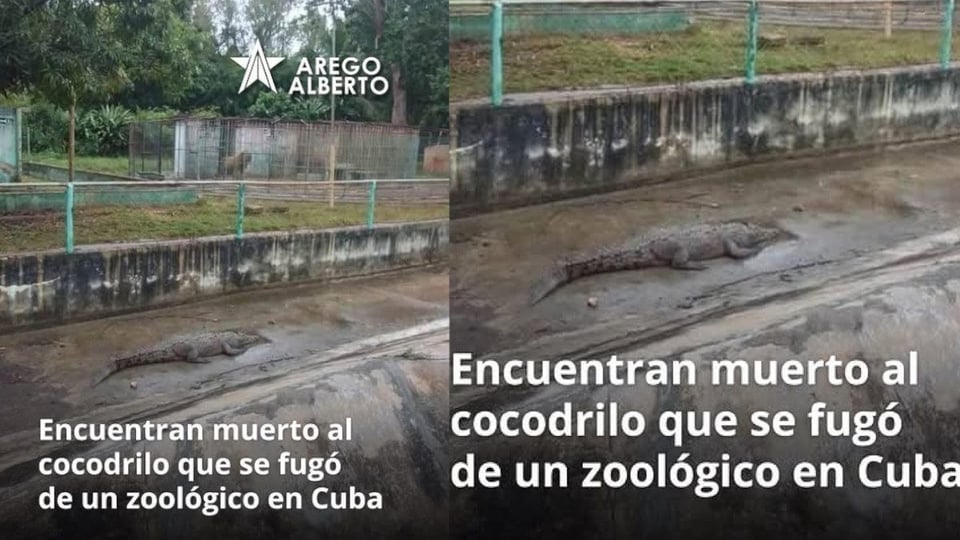 Cocodrilo fugitivo en Caibarién aparece sin vida, aliviando a la comunidad