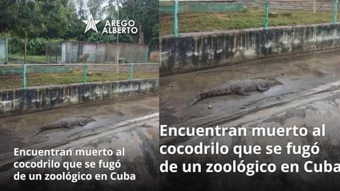 ¡Tremendo susto en Caibarién! ¿El cocodrilo fugitivo apareció fiambre?