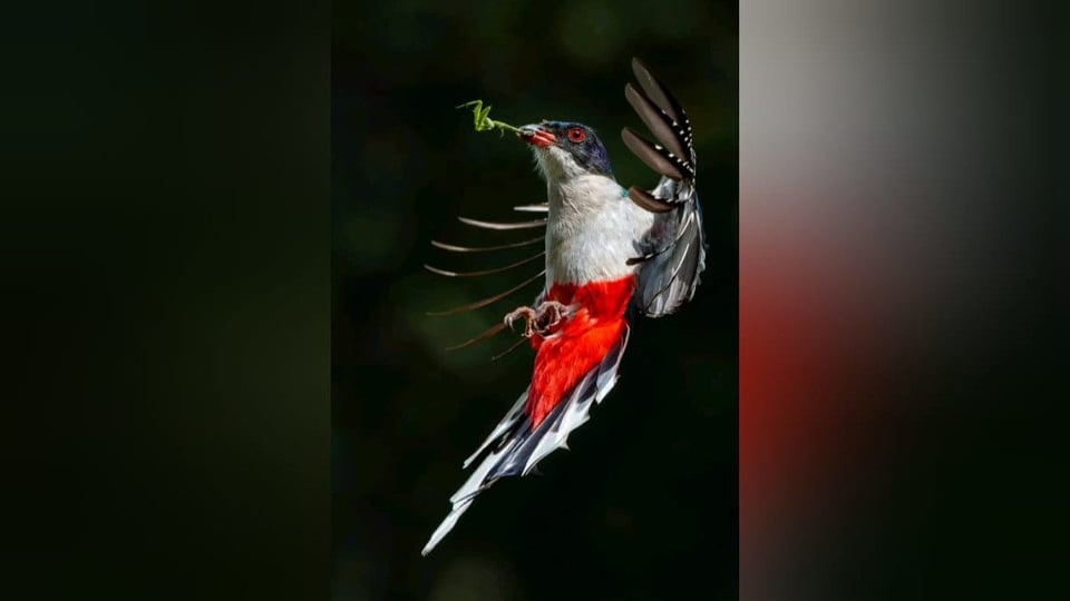 ¡Coco! Fotógrafo Cubano Se Corona Rey de la Naturaleza con Foto de Tocororo Volador