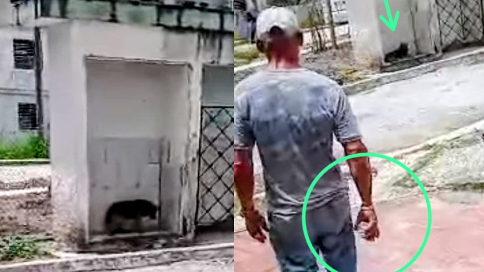 ¿Maltrato animal en Santa Clara? Indignación por caso de perro abandonado en policlínico