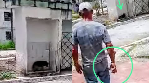 Indignación en Santa Clara por presunto maltrato a perro abandonado