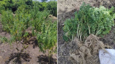 Hallan plantación gigante de marihuana en Granma