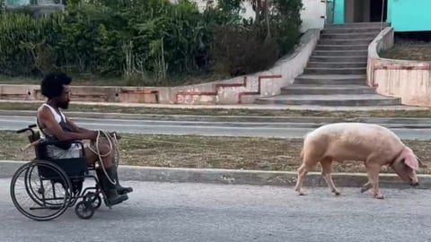 Cerdo Arrastra Silla de Ruedas: Ingenio Cubano Ante la Escasez