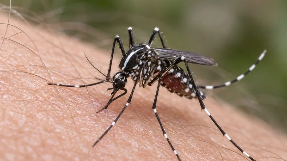 ¿Qué pasó, compay? Florida se ahoga en dengue: ¡los mosquitos están haciendo fiesta!