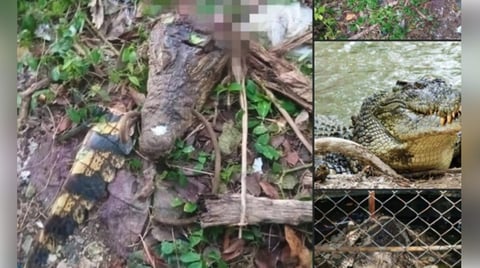 El Cocodrilo de Caibarién: Una Fuga que Acabó en la Mesa