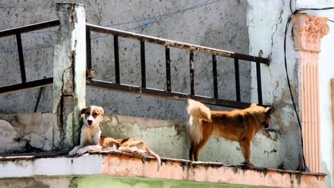 ¡Caballos que caen en la calle! Cuba: Ley de Bienestar Animal, ¿letra muerta?