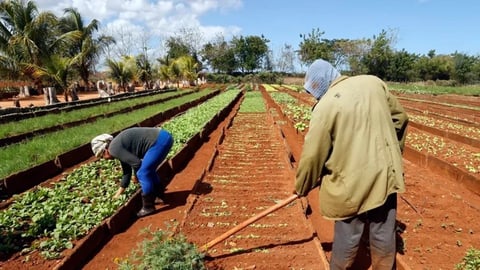 Cuba facilita el uso de tierras estatales con usufructo indefinido
