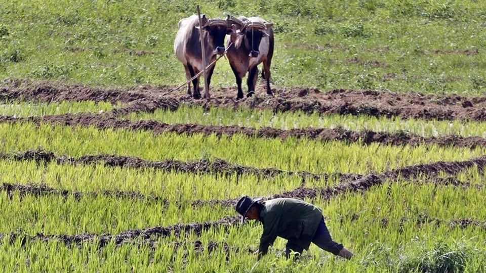 Cuba: Escasez de combustible amenaza la agricultura y la seguridad alimentaria, alerta la FAO