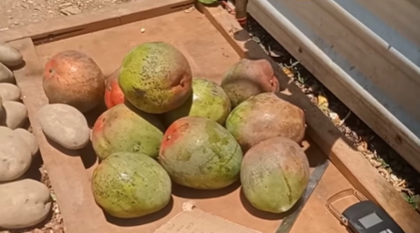 ¿Y a ti te alcanza pa' un mango? Precios por las nubes en Cuba