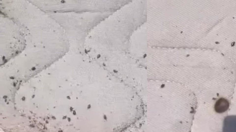 Chinches invaden centro de atención a deambulantes en Cárdenas