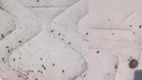 Preocupación por infestación de chinches en centro de Cárdenas