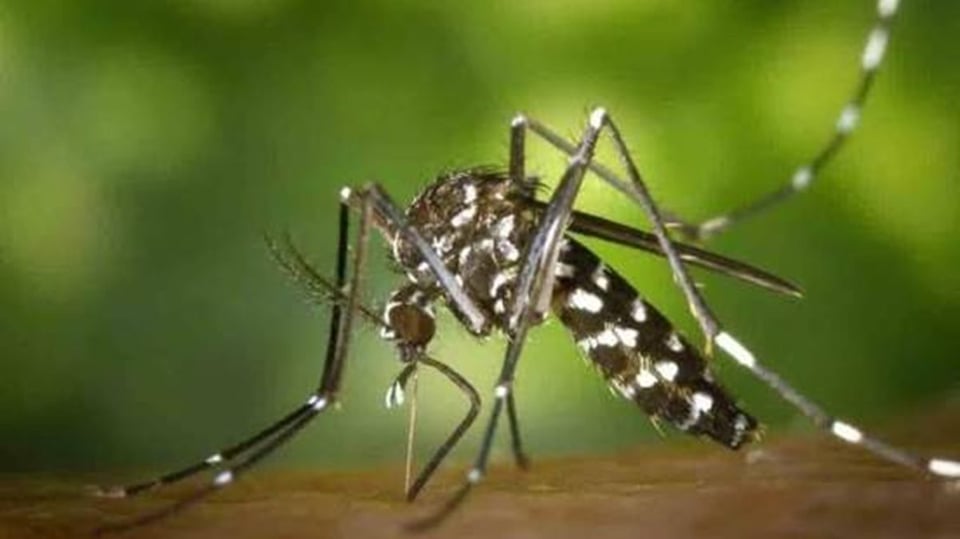 ¿La Fiebre del Dengue se Descontroló en Cuba? ¡Más de 11.000 Casos y Subiendo!