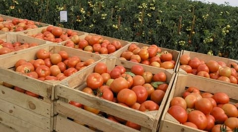 Matanzas Pone a Andar la Fábrica de Tomates en Medio de la Escasez