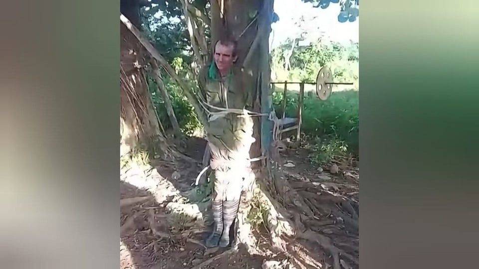 ¡Atrápalo, Tata Picadillo! Le dan cacería a ladrón de bueyes en Bejucal