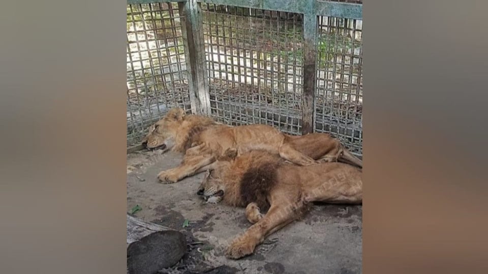 ¿En los huesos los leones de Las Tunas? Denuncian estado crítico en zoológico